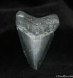 Bone Valley Megalodon Tooth #527-1